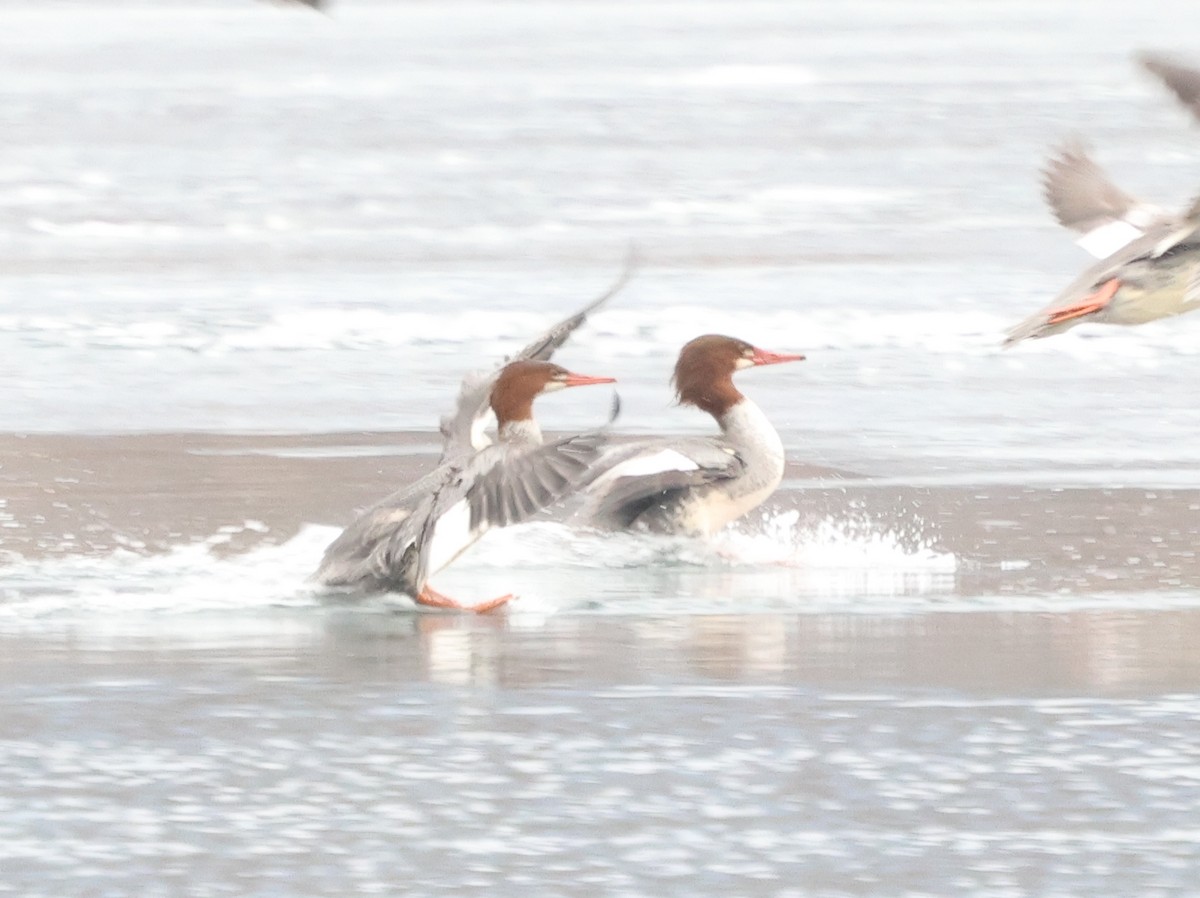 Большой крохаль - ML646968790