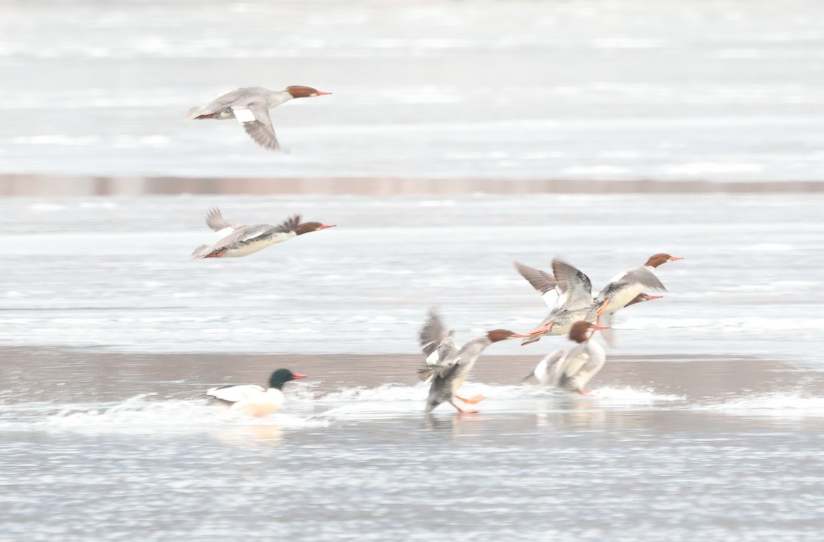 Большой крохаль - ML646968791