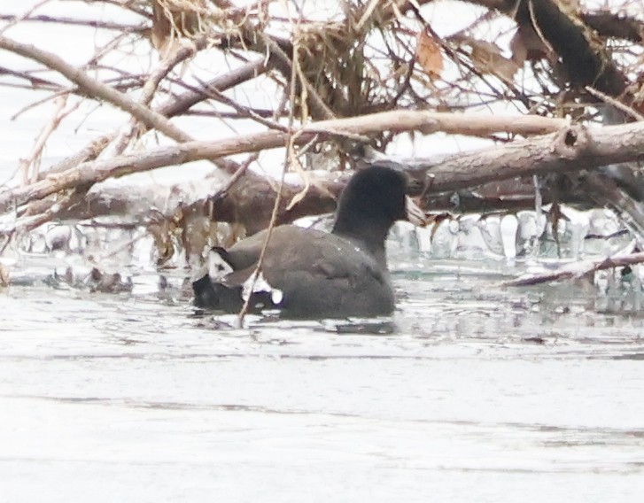 Американская лысуха - ML646968793