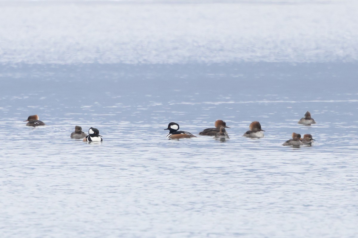 Капюшоновый крохаль - ML646968799