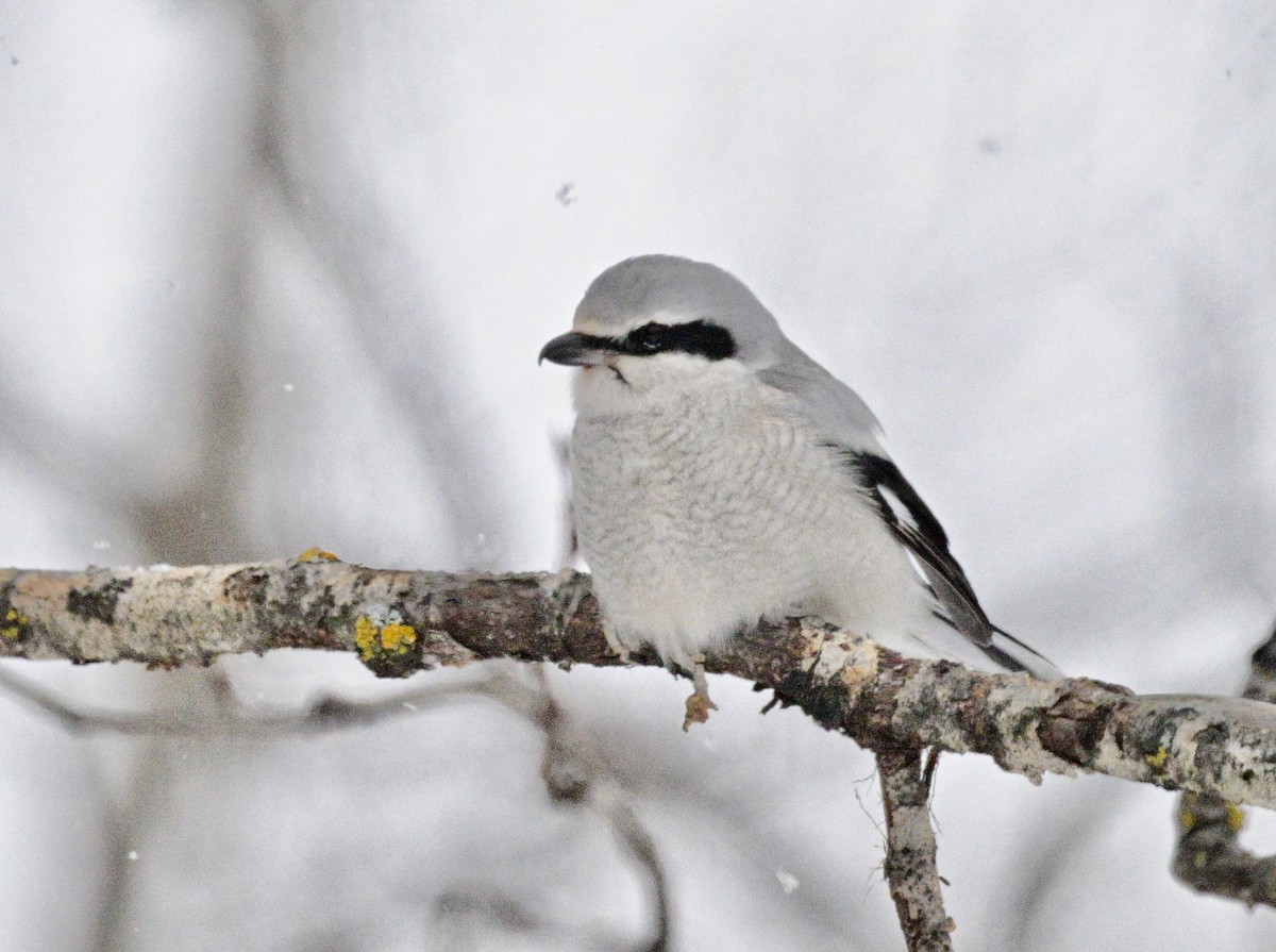 Сорокопуд північний - ML646968801