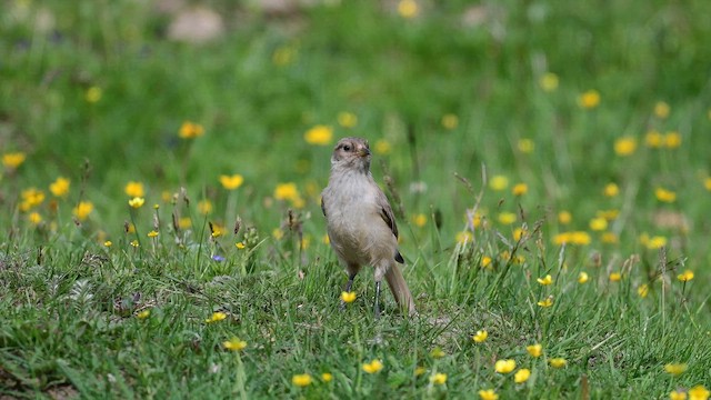 Синиця довгодзьоба - ML646968803