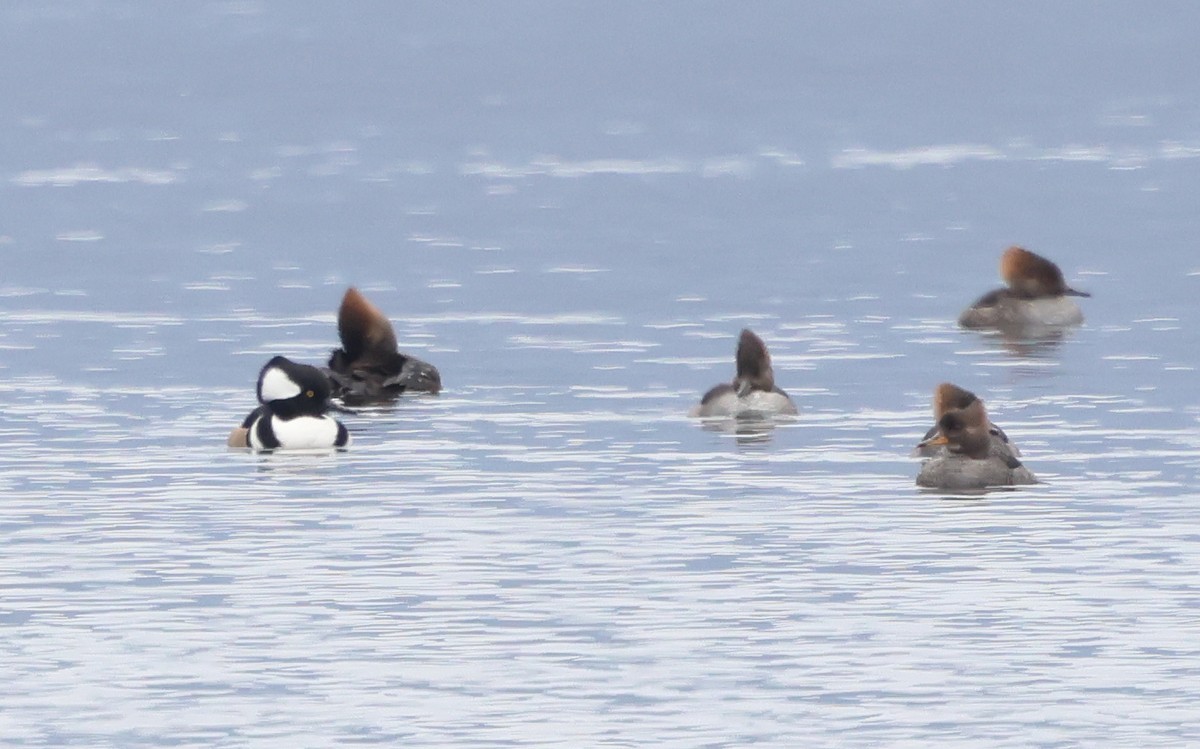 Капюшоновый крохаль - ML646968808