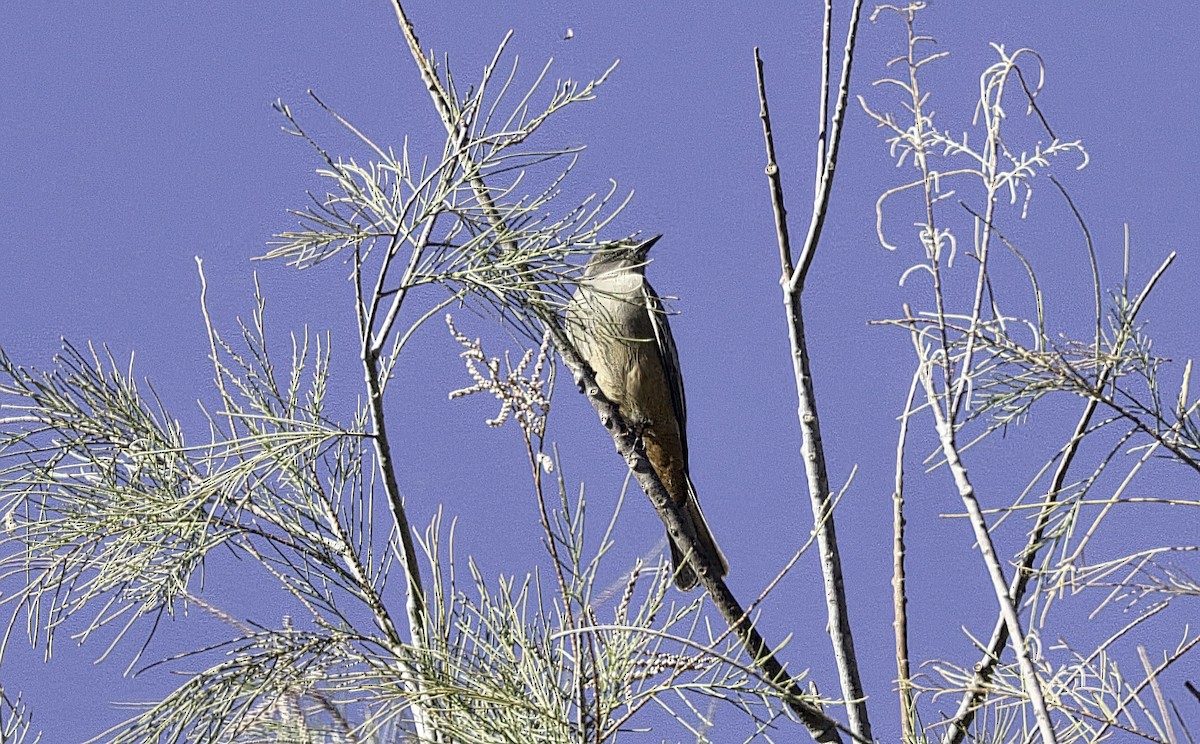 Say Fibisi - ML646968812