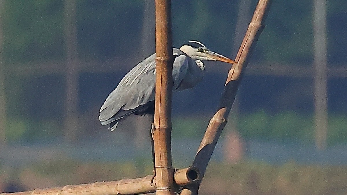 Graureiher - ML646968813