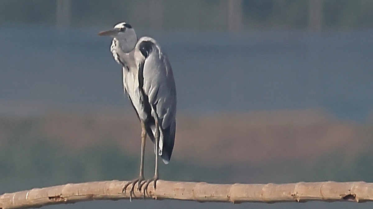 Graureiher - ML646968814