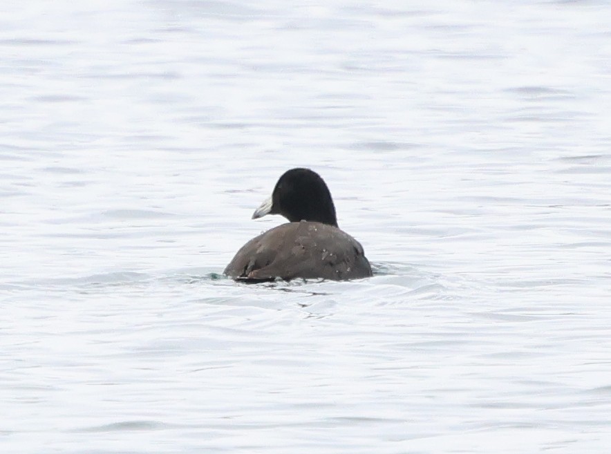 Американская лысуха - ML646968815