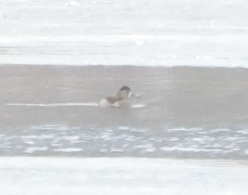 Кольчатая чернеть - ML646968817