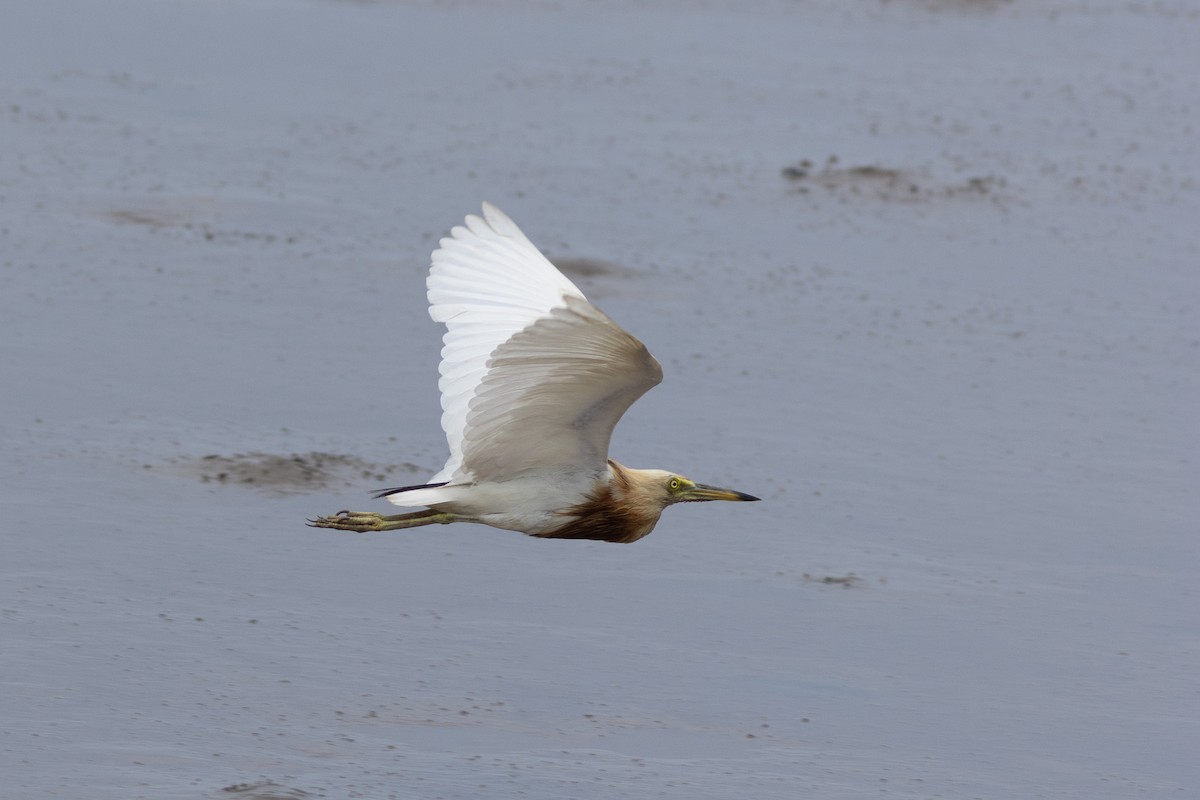 Javan Pond-Heron - ML646968820