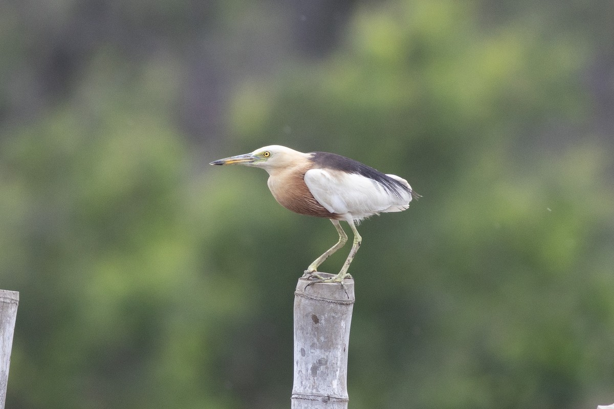Javan Pond-Heron - ML646968821