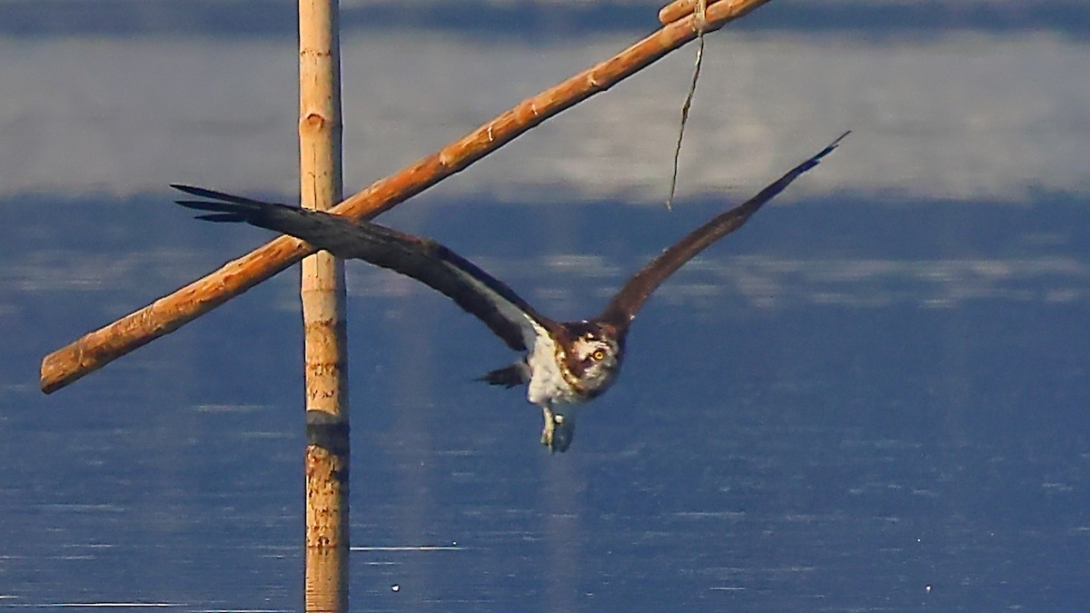 Fischadler - ML646968822