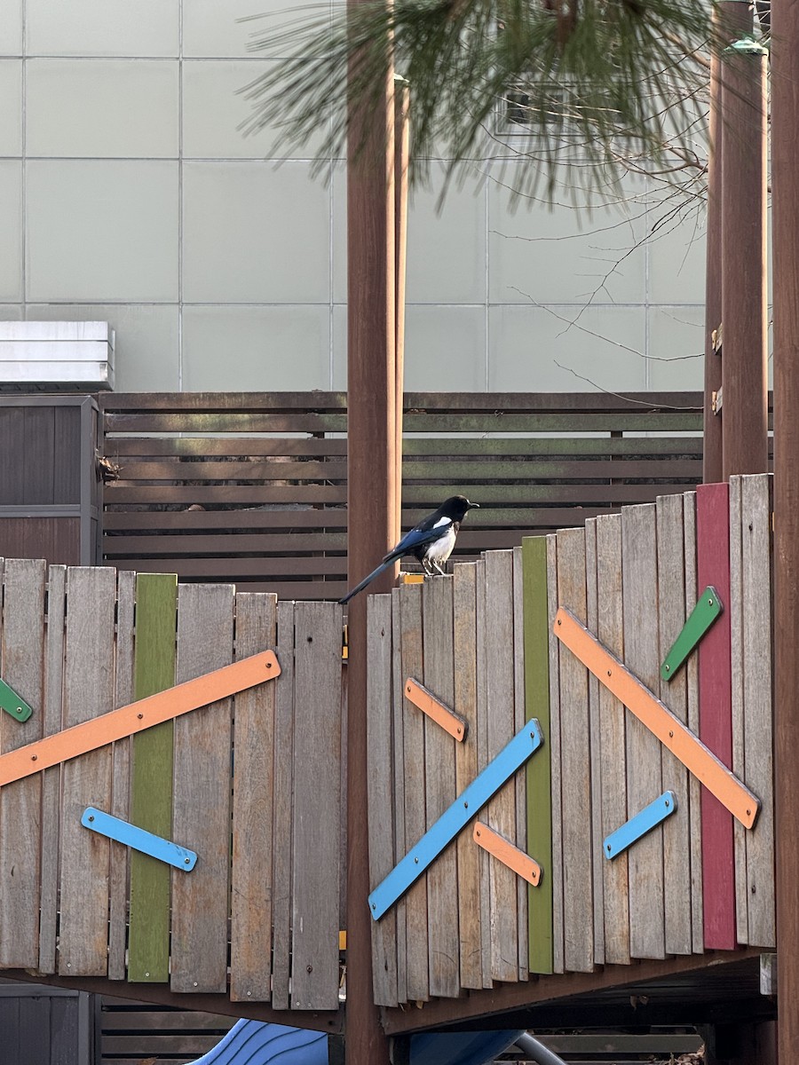 Oriental Magpie - ML646968834