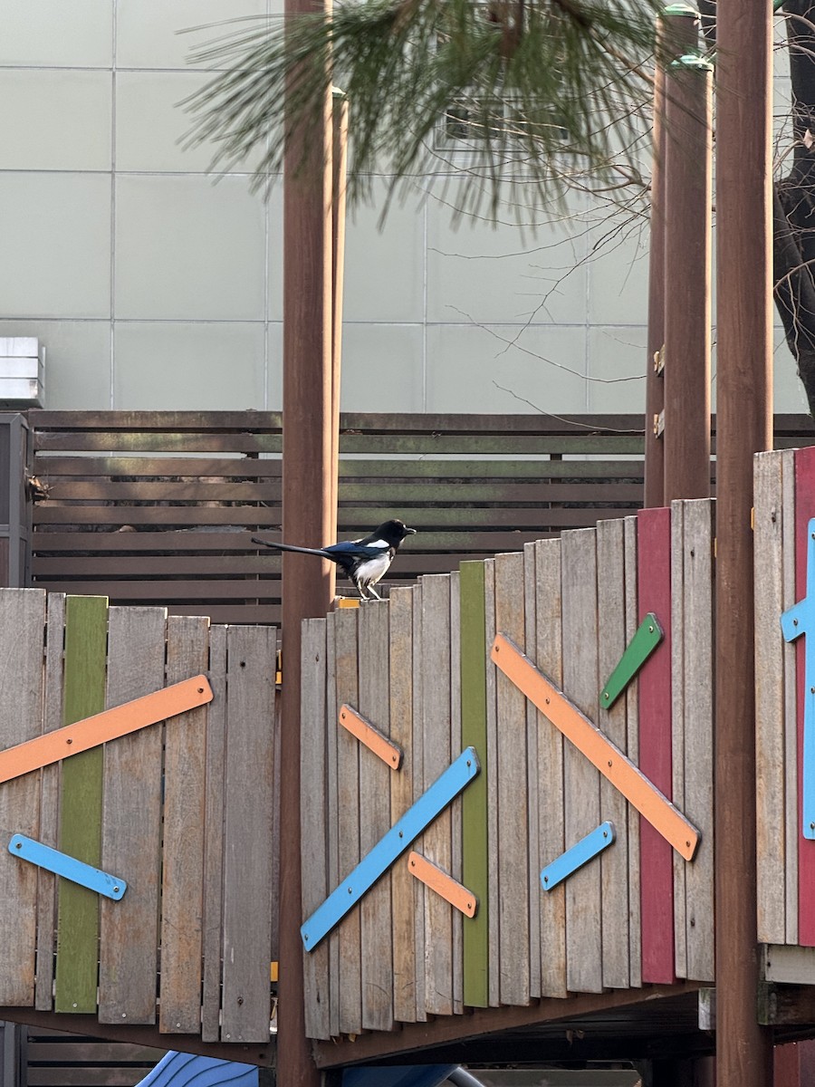 Oriental Magpie - ML646968835