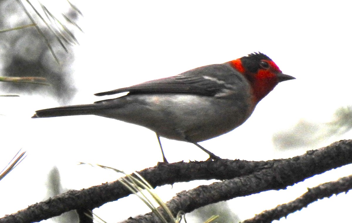 Reinita Carirroja - ML646968843