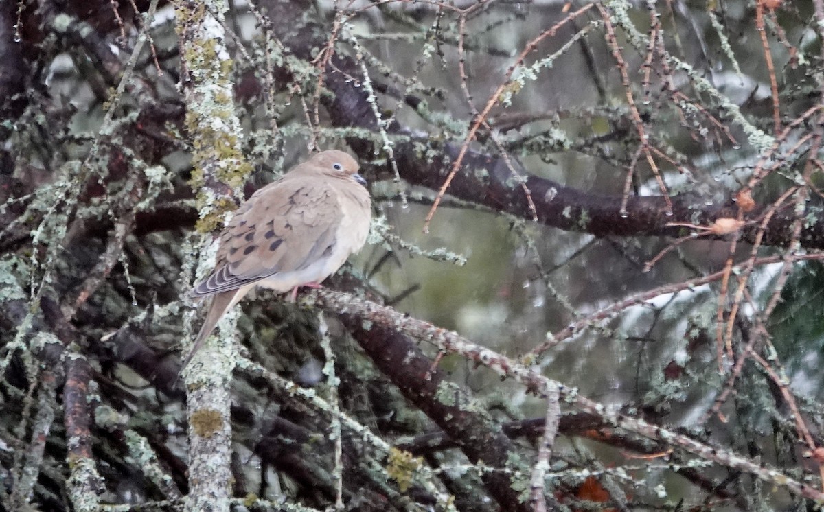 Uzun Kuyruklu Kumru - ML646968850