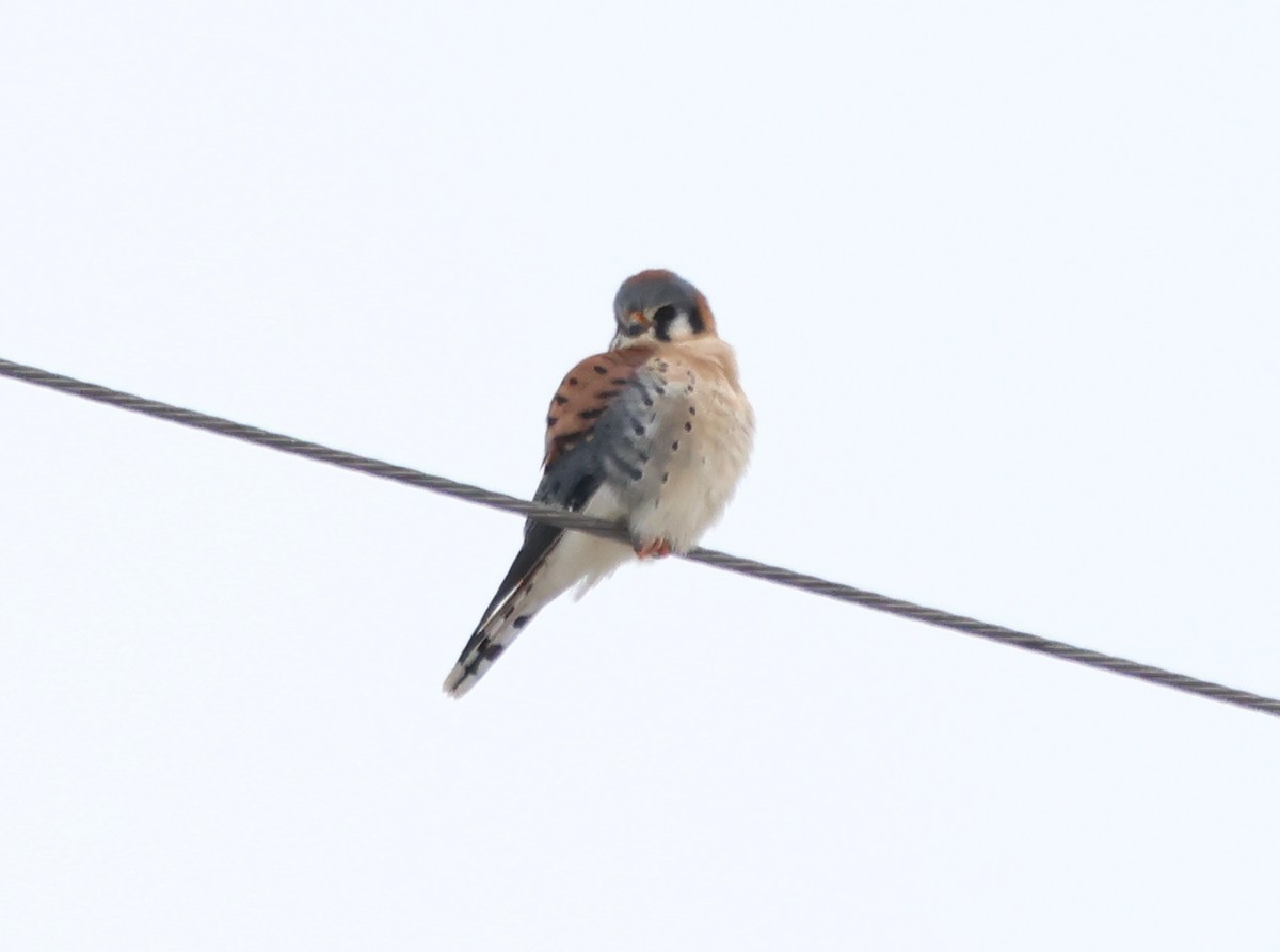 Воробьиная пустельга - ML646968854