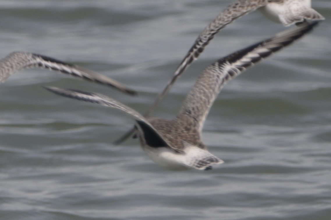 Gümüş Yağmurcun - ML646968855