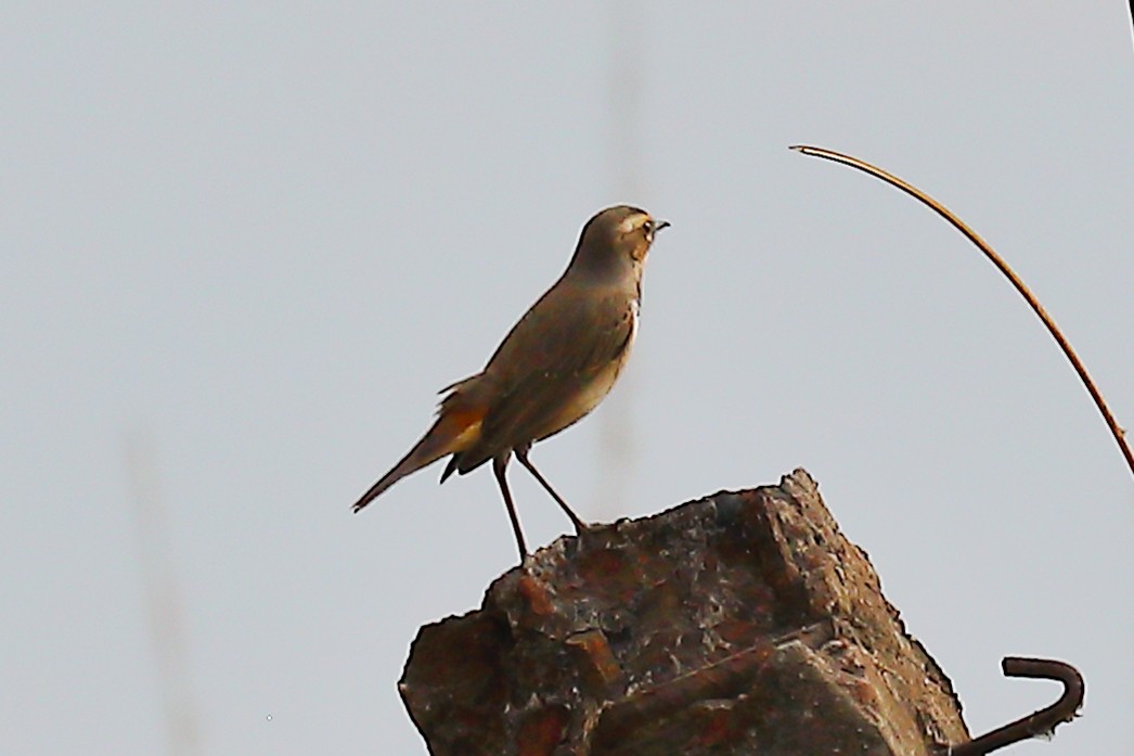 Blaukehlchen - ML646968856