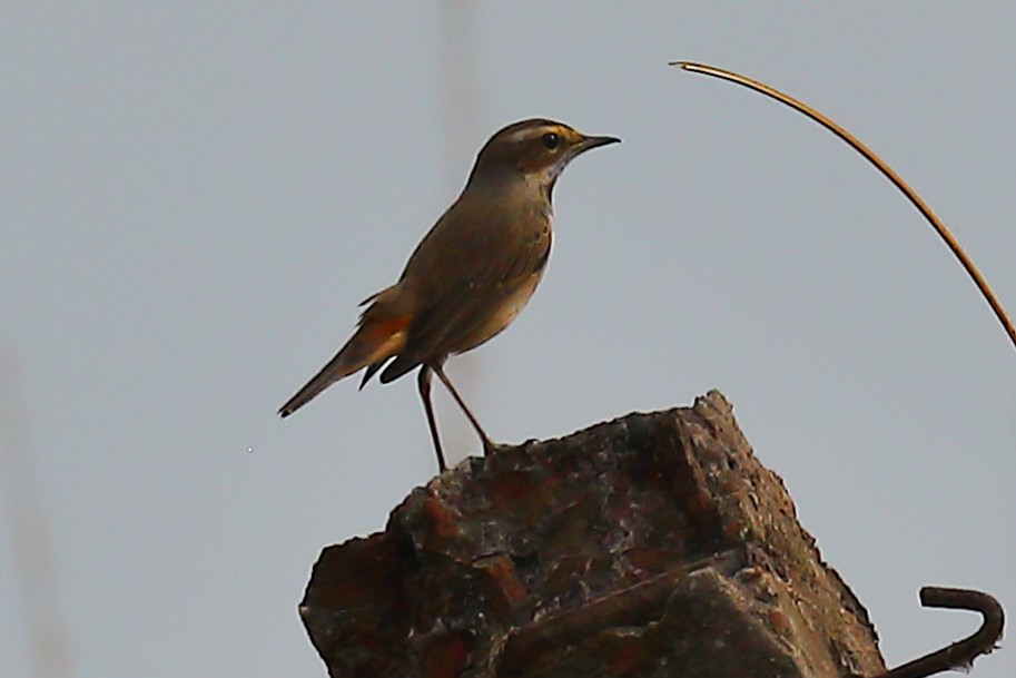 Blaukehlchen - ML646968857