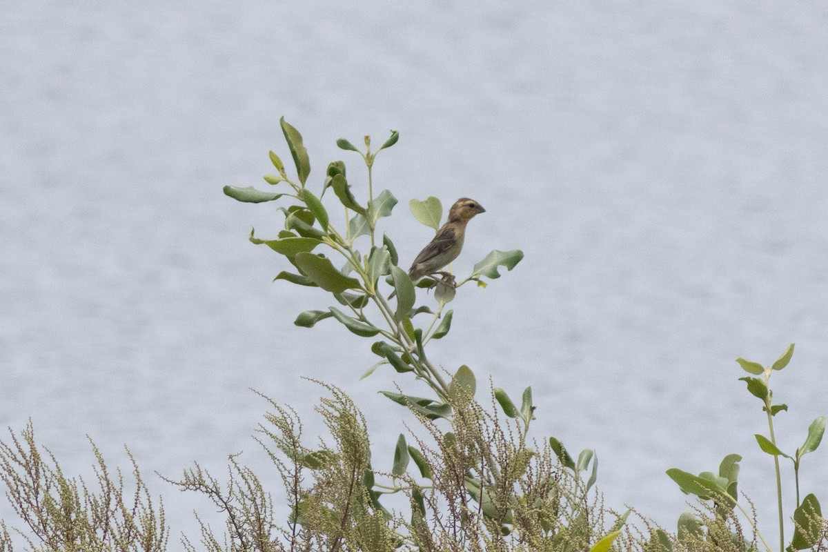 Ткачик золоточеревий - ML646968859