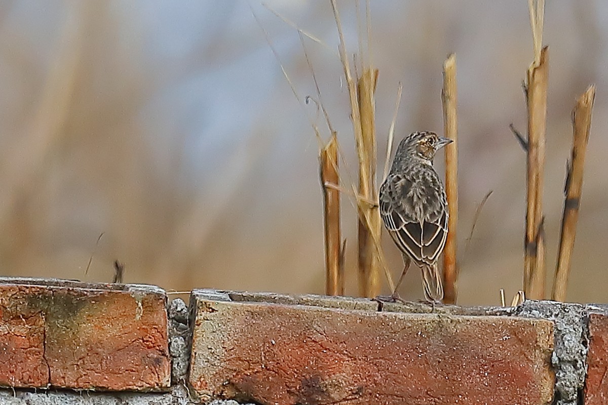 Bengalenlerche - ML646968874