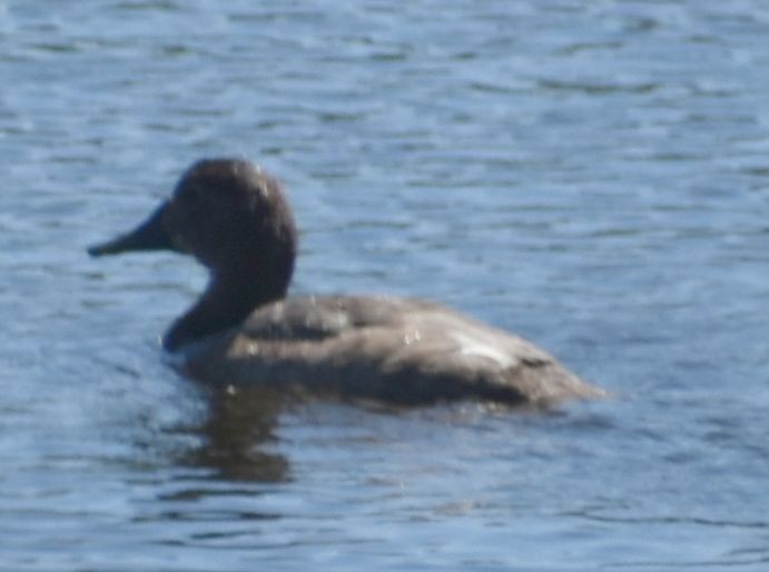 Common Pochard - ML646968880