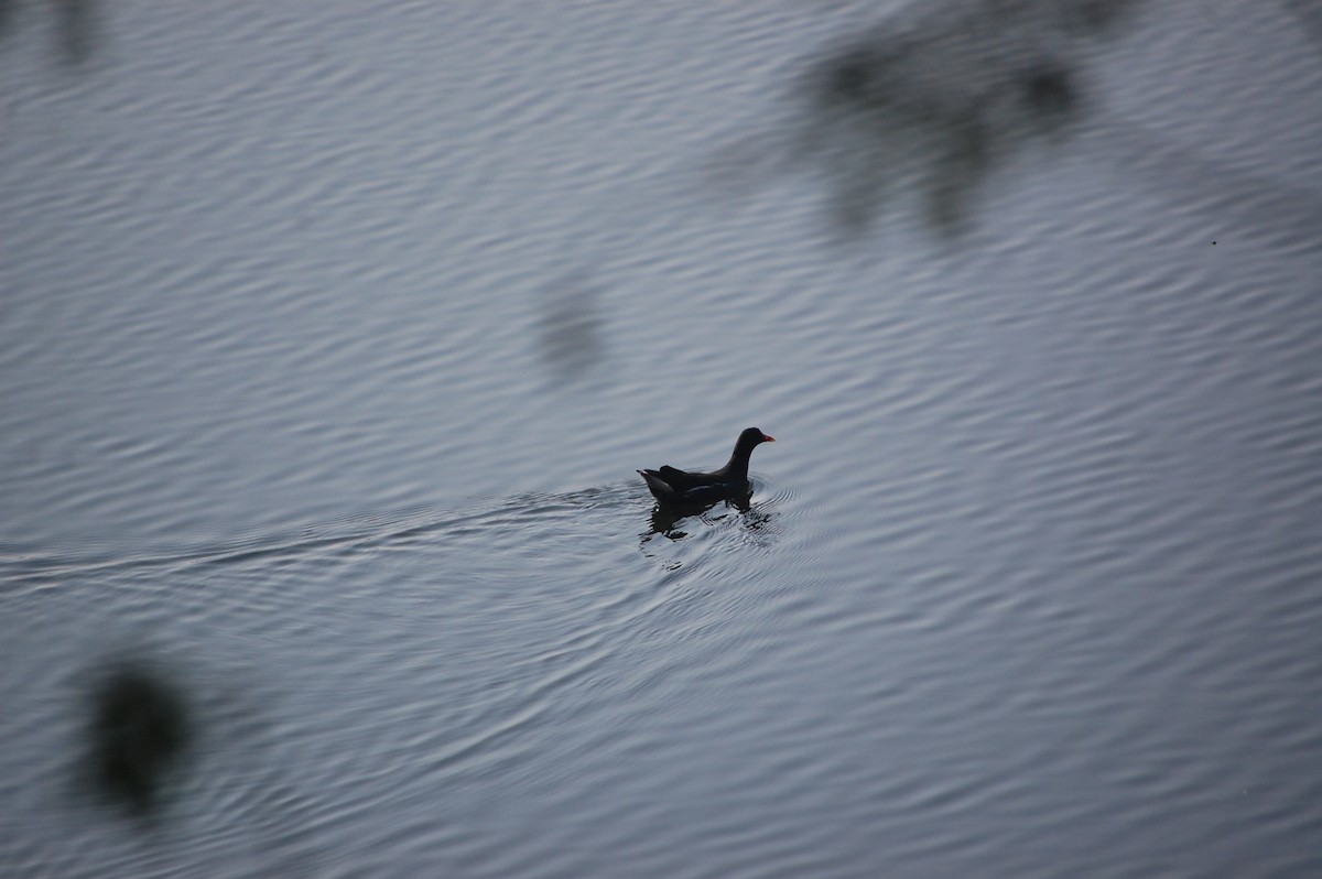 Sutavuğu - ML646968881