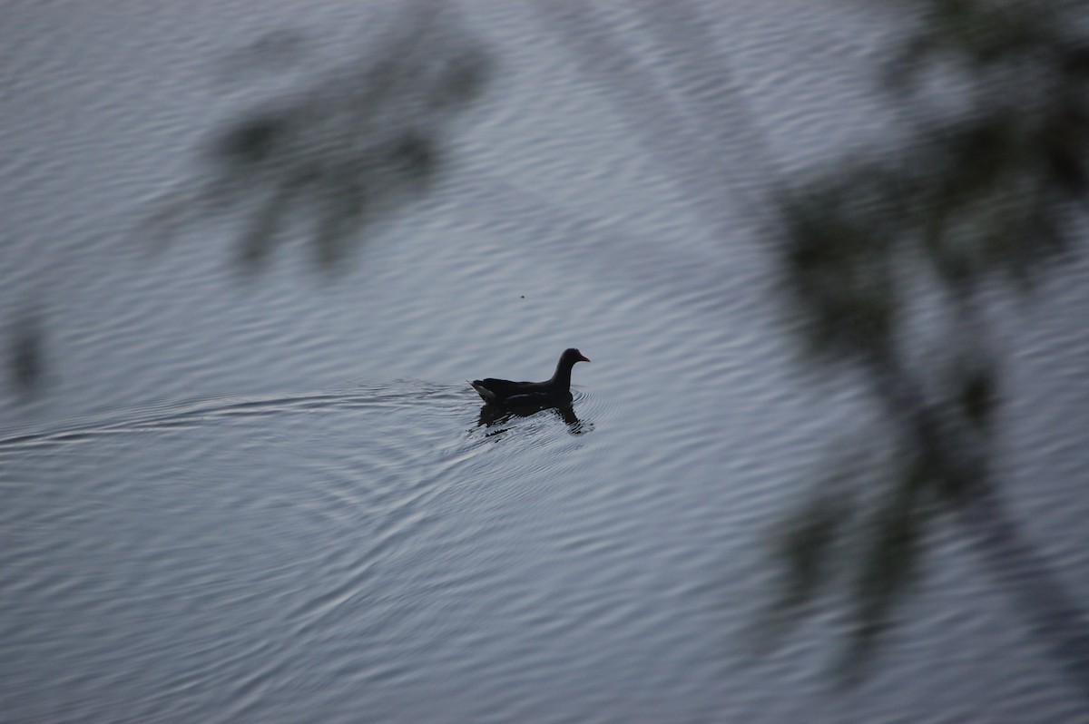 Sutavuğu - ML646968883