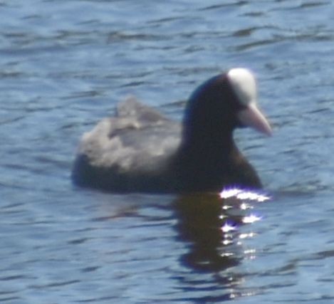 sothøne - ML646968886