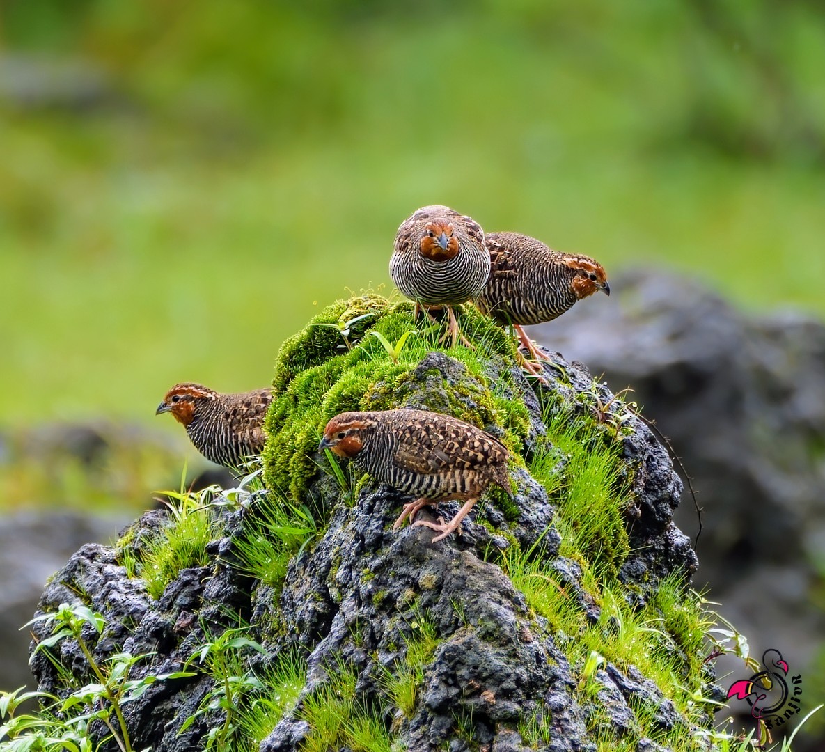 Jungle Bush-Quail - ML646968891