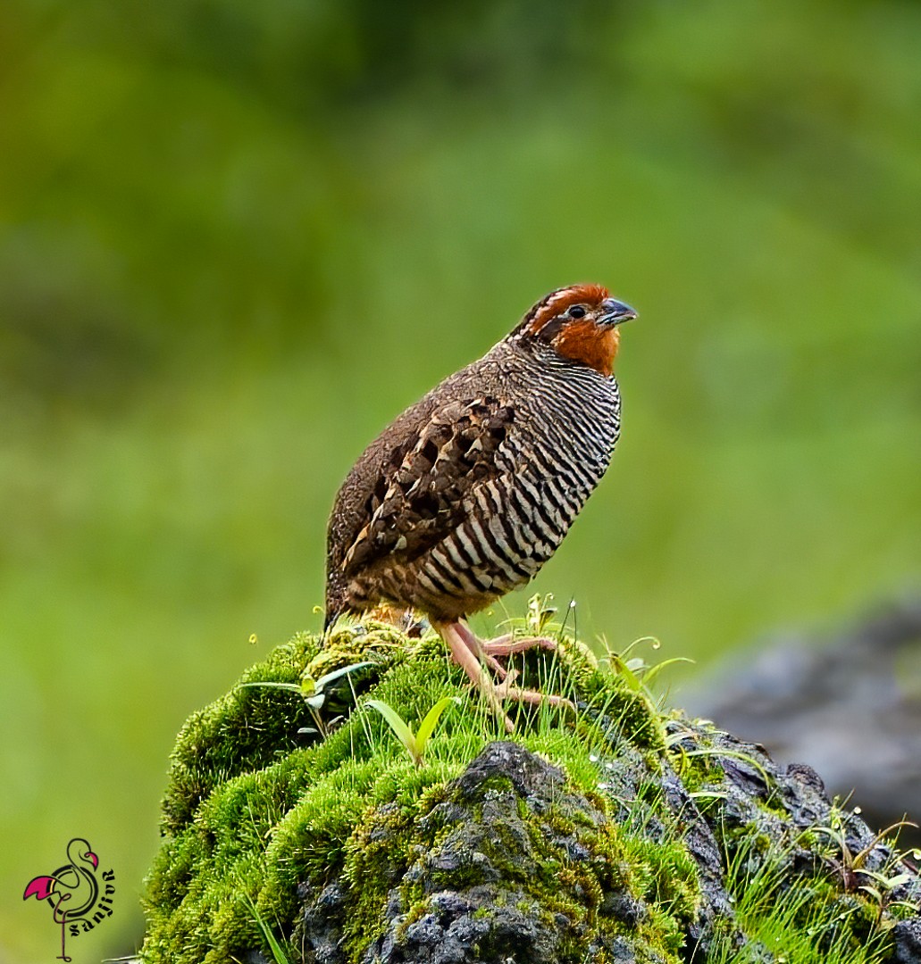 Jungle Bush-Quail - ML646968892