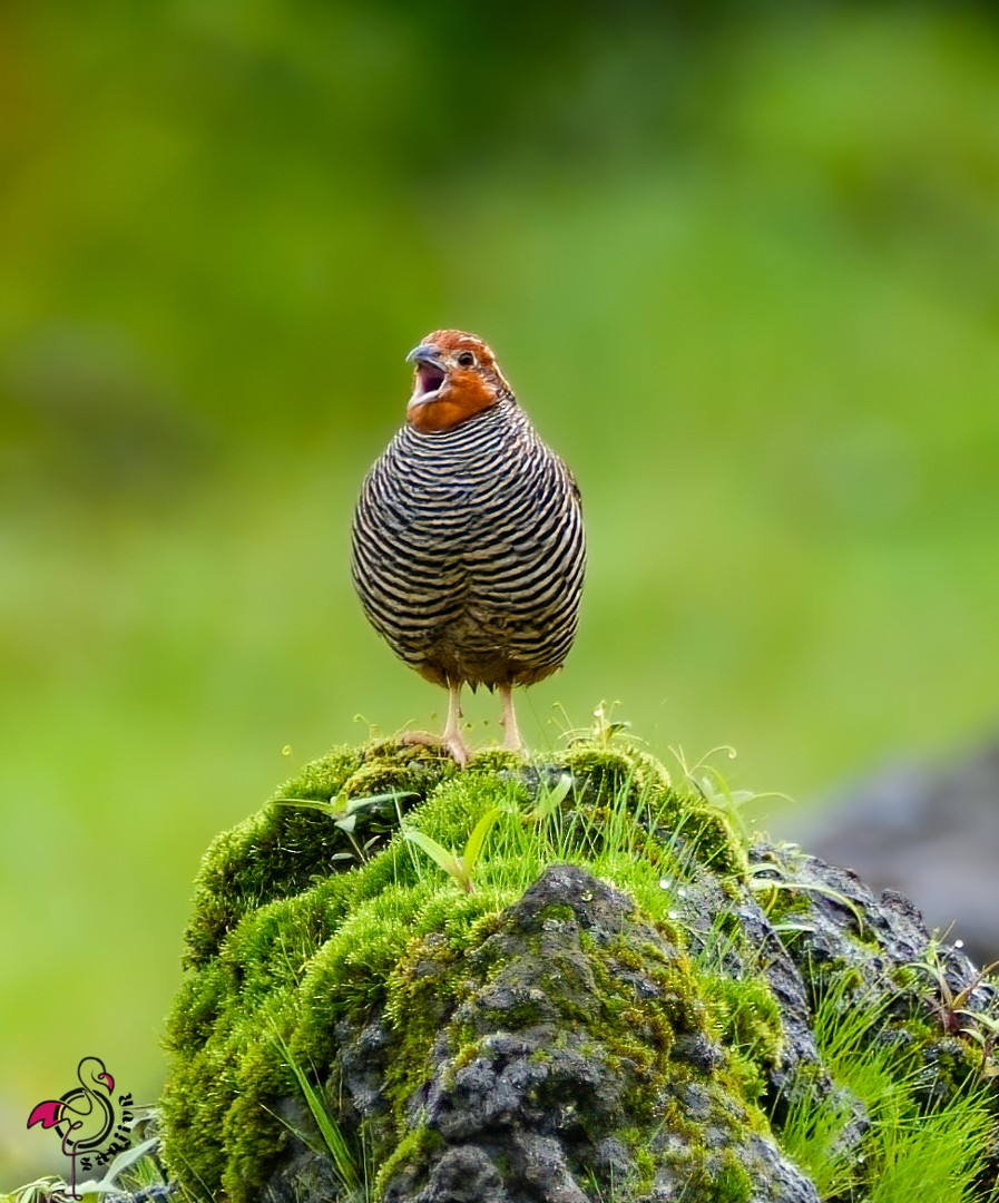 Jungle Bush-Quail - ML646968893