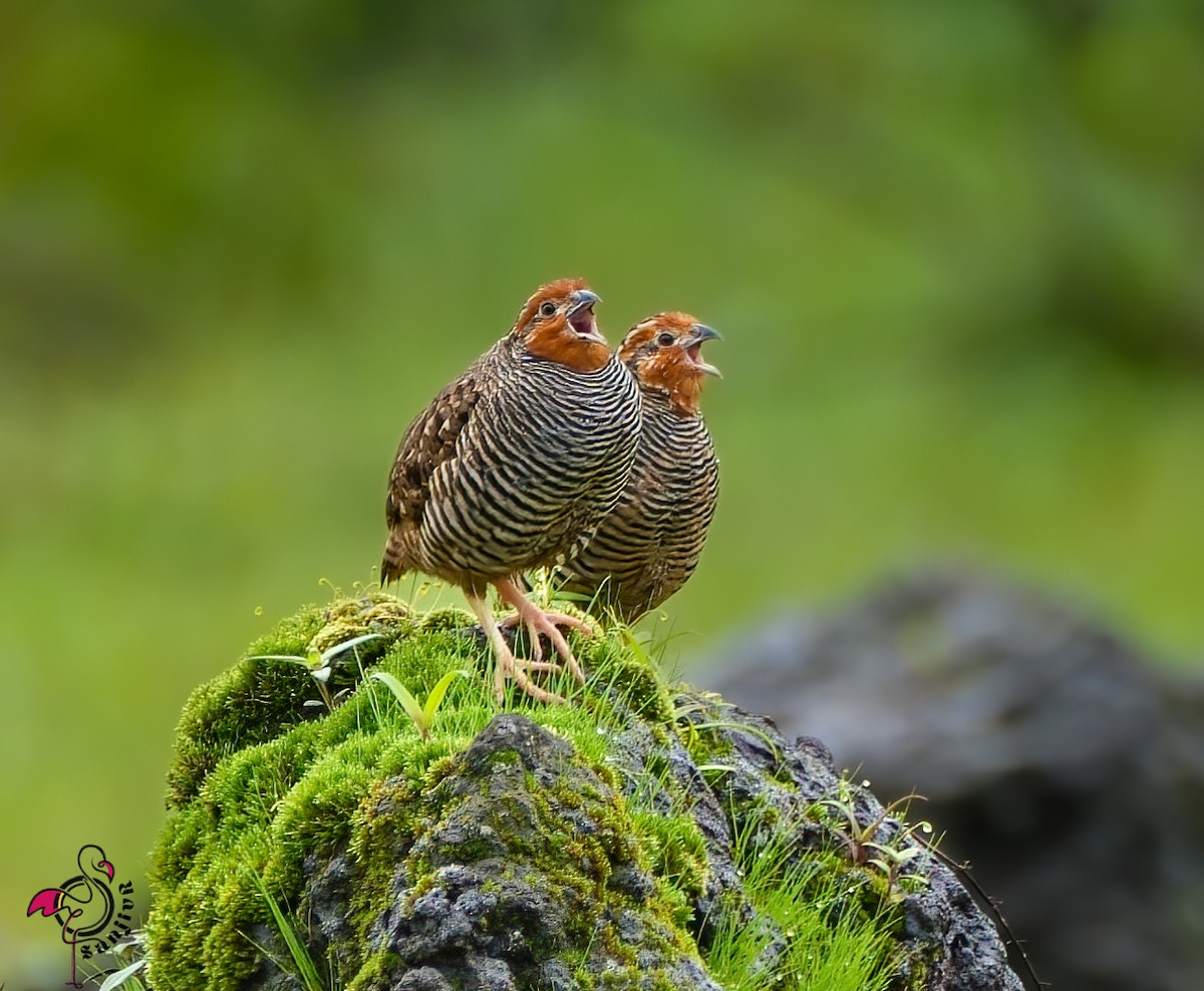 Jungle Bush-Quail - ML646968894