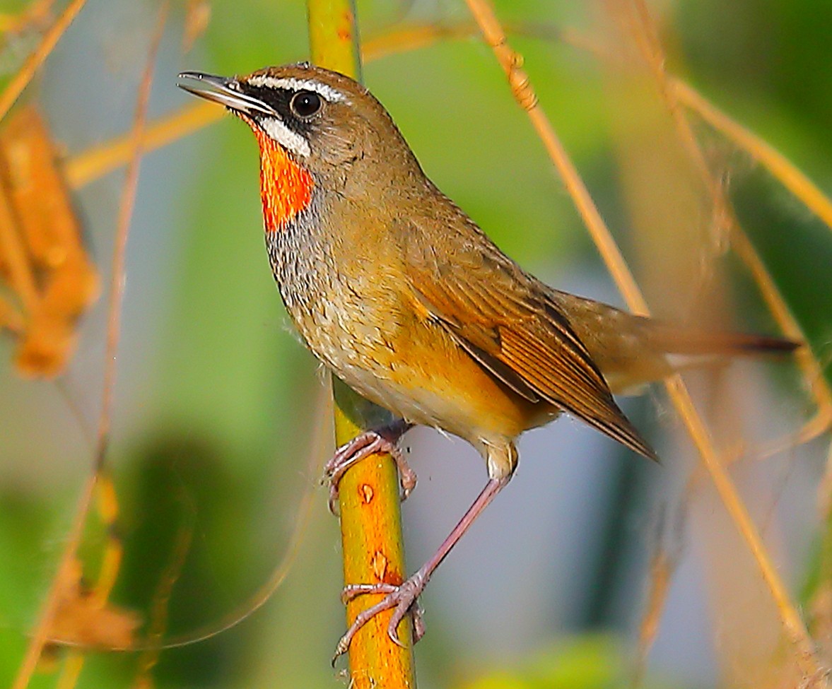 Rubinkehlchen - ML646968905