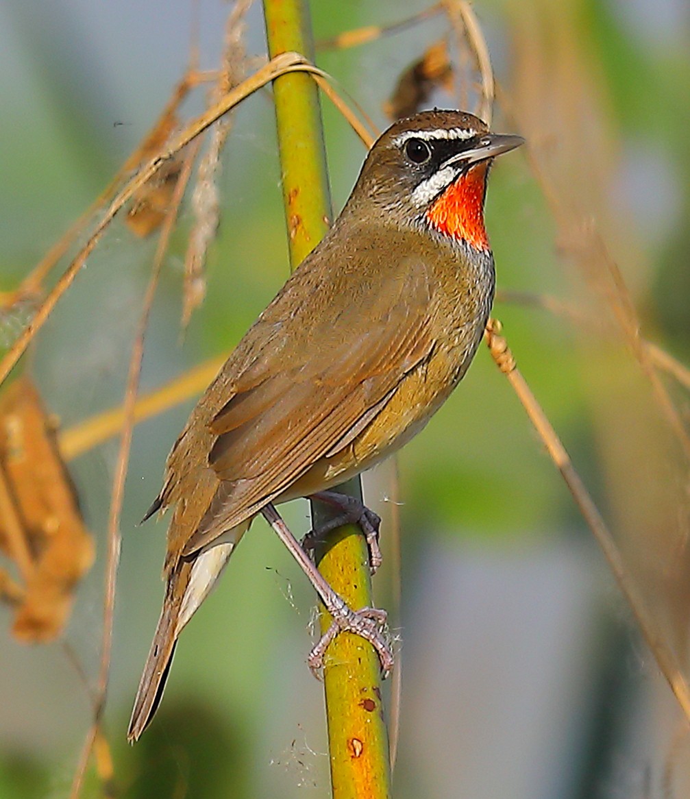 Rubinkehlchen - ML646968906