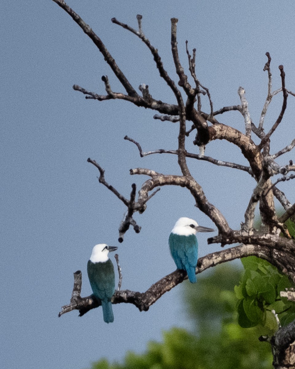 Beach Kingfisher - ML646968907