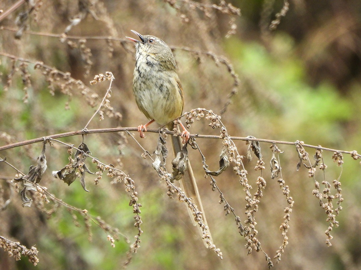 Black-throated Prinia - ML646968908