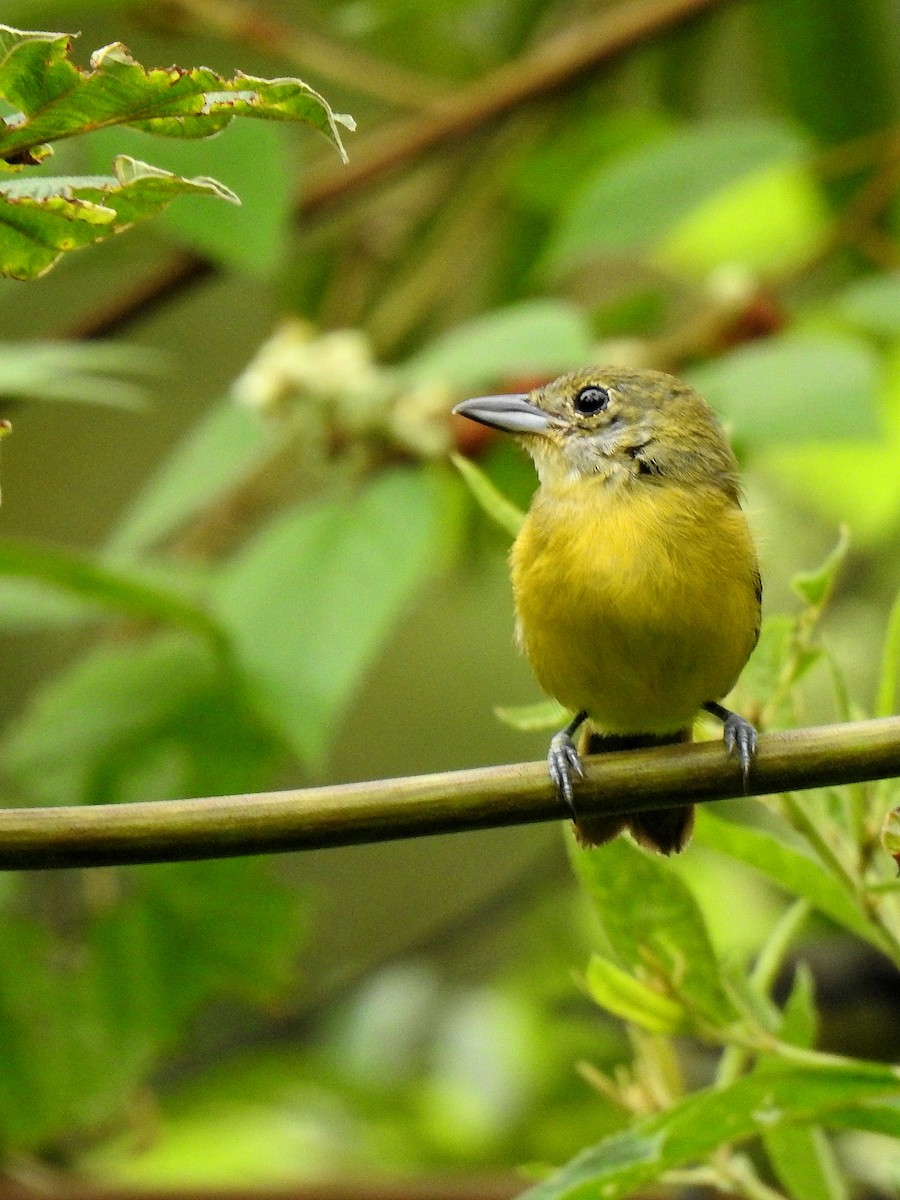 White-shouldered Tanager - ML646968910