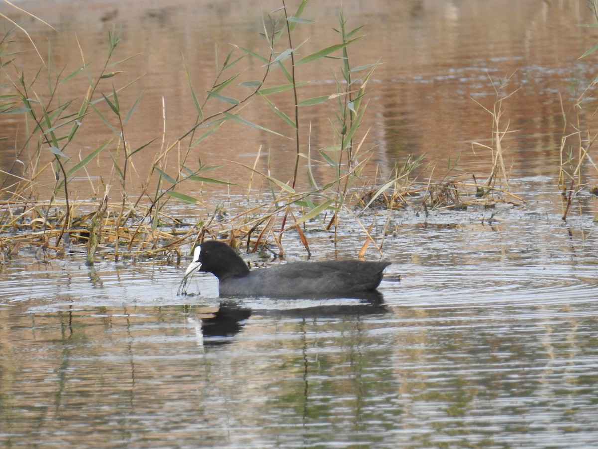 sothøne - ML646968919