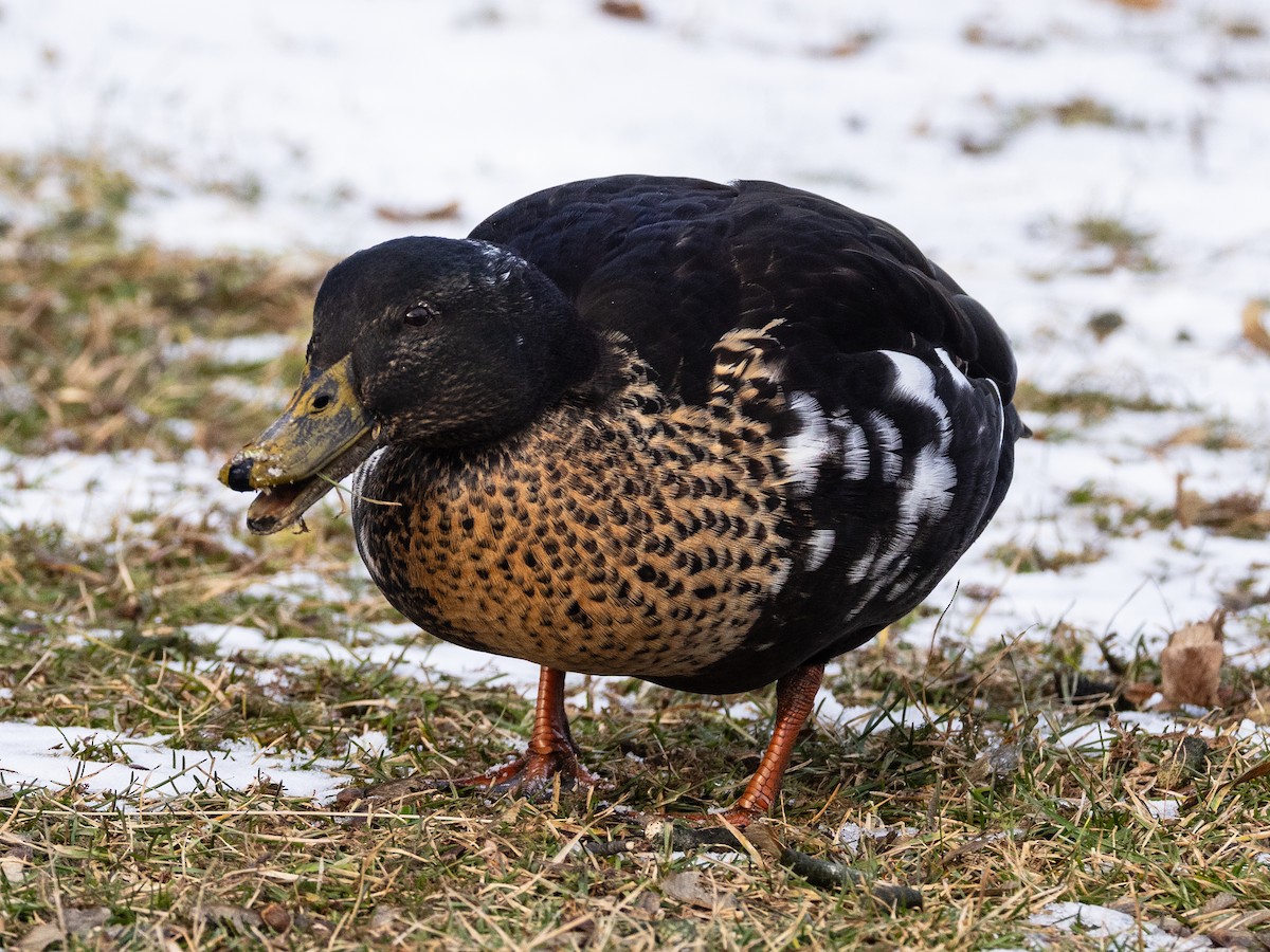 Yeşilbaş (evcil tip) - ML646968920