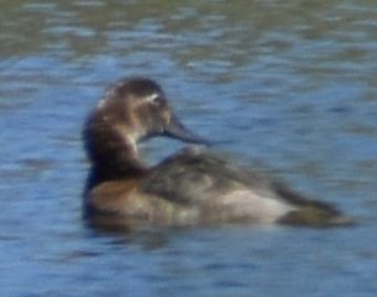 Common Pochard - ML646968921
