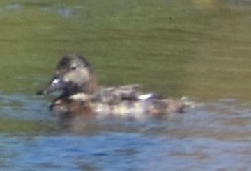 Common Pochard - ML646968922