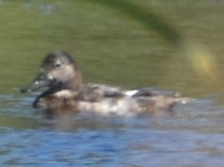 Elmabaş Patka - ML646968923