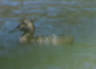 Elmabaş Patka - ML646968924