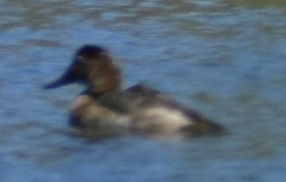 Elmabaş Patka - ML646968925