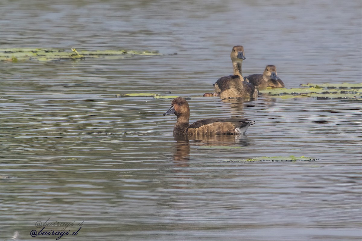 Pasbaş Patka - ML646968926