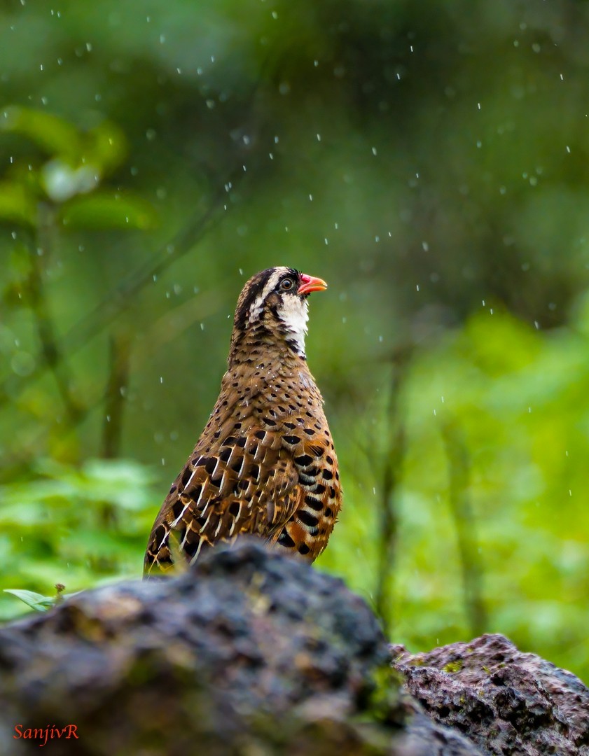 Kızıl Cüce Bıldırcın - ML646968927