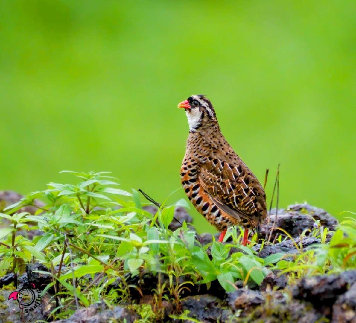 Kızıl Cüce Bıldırcın - ML646968928