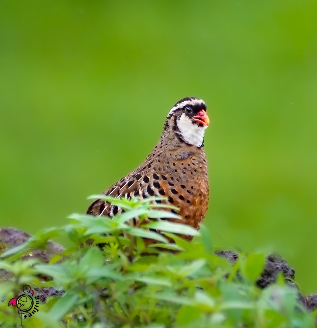 Kızıl Cüce Bıldırcın - ML646968929