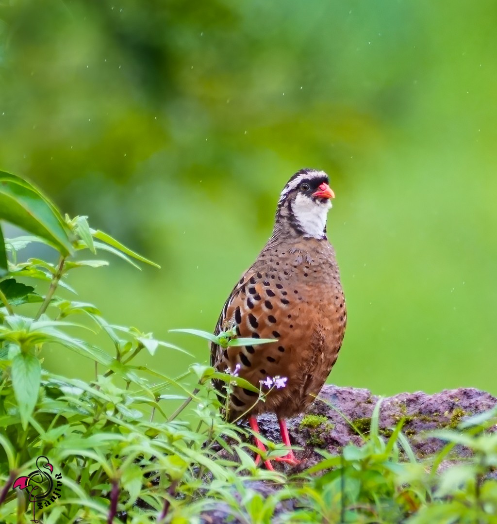 Kızıl Cüce Bıldırcın - ML646968930